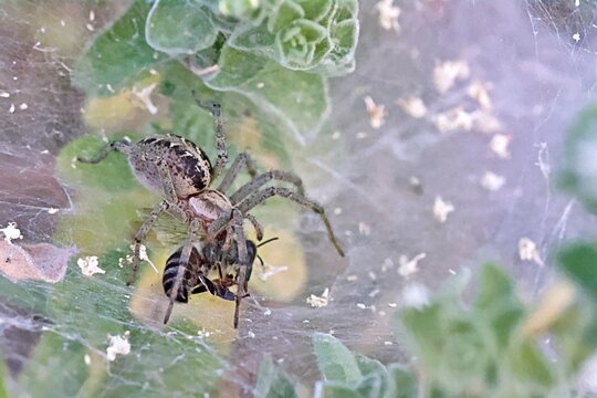 Agelena is a genus belonging to the family Agelenidae, referred to as Eurasian grass spiders, Greece