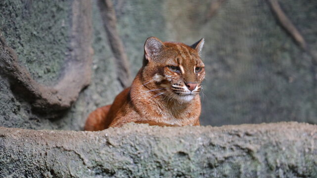 Asian golden cat (Catopuma temminckii) sitting on rocks