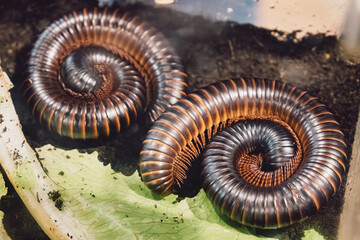 Obraz premium Two millipedes protecting themselves by coiling into tight spirals on a green leaf and dark soil, displaying their segmented bodies