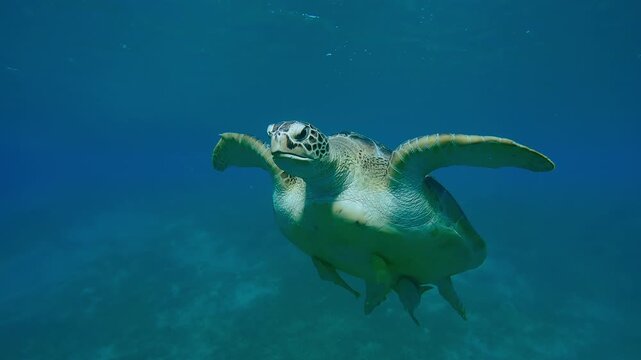 Close-up of Sea turtle blows air bubbles and swims up in the blue water, Slow motion of Great Green Sea Turtle, Chelonia mydas swim in the sea