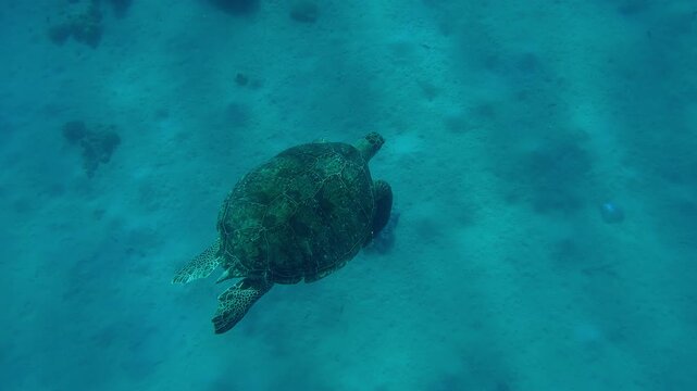 Top view of Sea turtle swimming in the deep water high above a sandy-silty bottom on a sunny day, Slow motion of Great Green Sea Turtle, Chelonia mydas swims in the sea