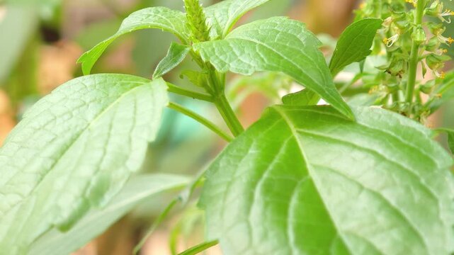 Cumin leaves are grown in the garden.