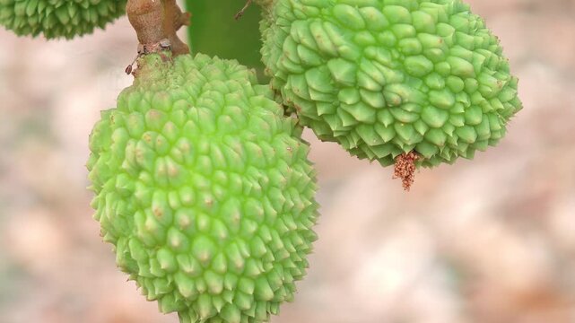 Lychee trees are grown in the garden.