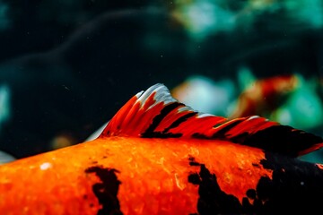 Close up of colorful koi fish scales and fin. © ANTOSYS