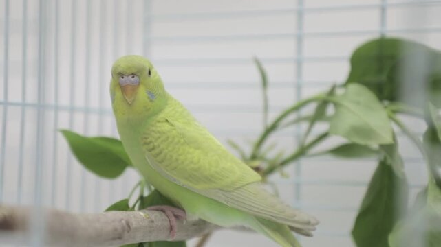 cute green parrot eats grass on a light background
