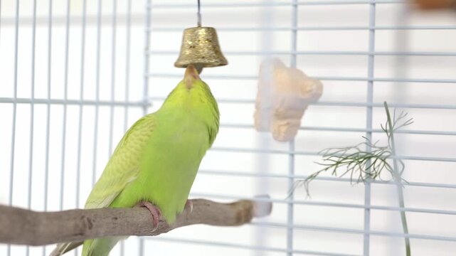 Cute green parrot playing with a bell