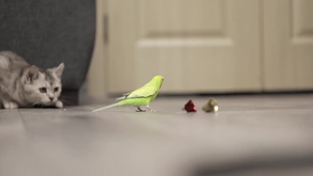 Cute green parrot playing with a bell