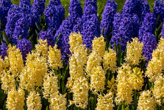 yellow and blue hyacinths blooming in a garden