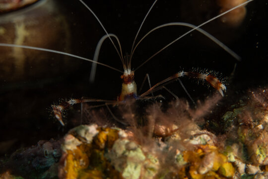 banded coral shrimp Stenopus Hispidus in the Red Sea Eilat Israel

