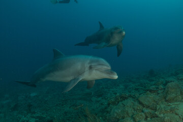 Fototapeta premium Dolphin swimming in the Red Sea, Eilat Israel 