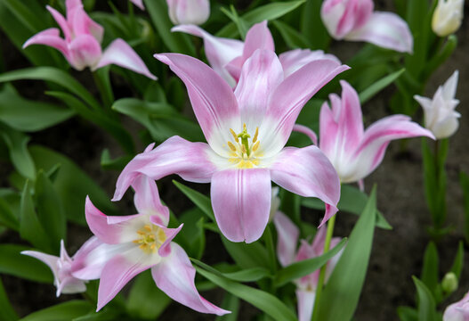 Tulip called Lily pure.  Lily flowered group. Tulips are divided into groups that are defined by their flower features