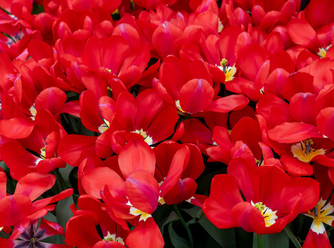 Red tulip called Red Purissima. Fosteriana group. Tulips are divided into groups that are defined by their flower features