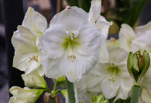 White Amaryllis flowers called Fantasy