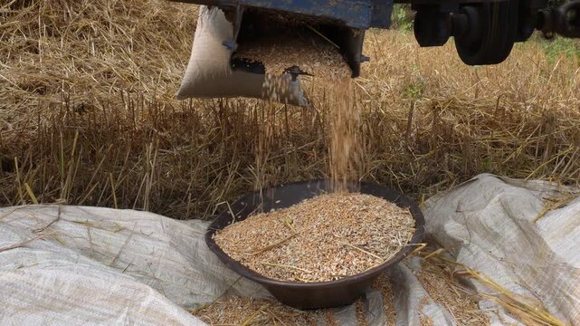 Wheat grains being discharged from an agricultural thresher machine