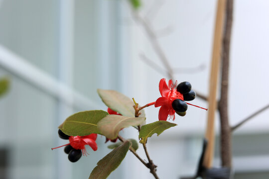 Ochna Serrulata or Mickey Mouse Plant