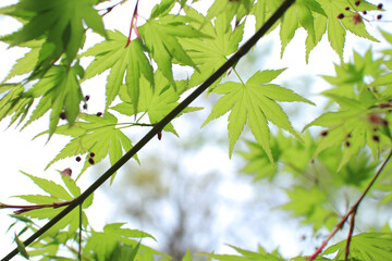 モミジ 葉 新緑 春 背景