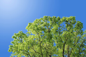 葉 緑 新緑 夏 青 空 背景
