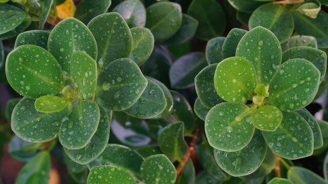 Close-up of fresh green leaves covered with water droplets after rain