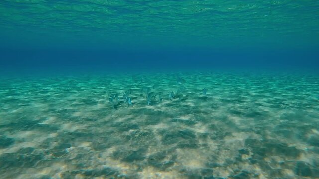 School of Mullet fish feeding in sandy shallows on bright sunny day, blending in with surroundings in sun glare under bright sunlight, Slow motion