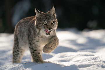 Fototapeta premium Wild Lynx Walking Through Snowy Forest During Winter