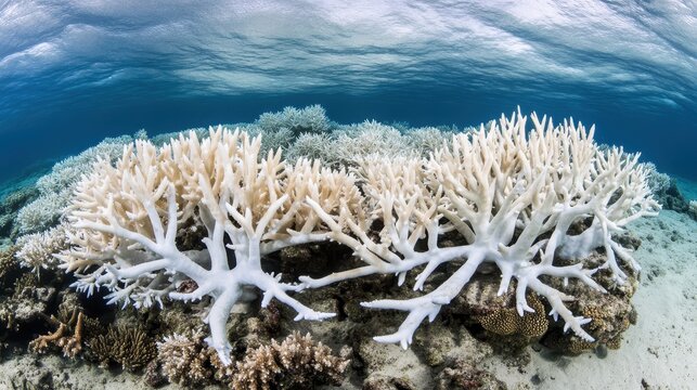 Ocean acidification causes widespread coral bleaching, destroying delicate marine reef ecosystems vital for underwater life.