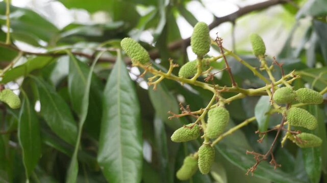 Young green lychee fruits hanging from a tree branch