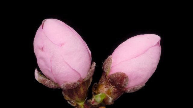 Macro time lapse blooming pink apricot flowers on tree branch, isolated on pure black background.