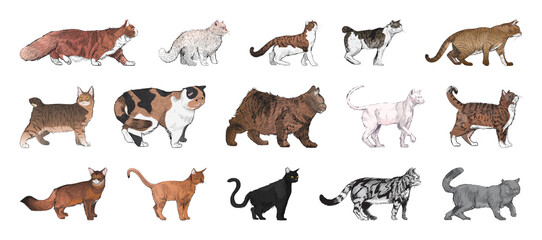 Obraz premium Illustrated cats in various poses element set