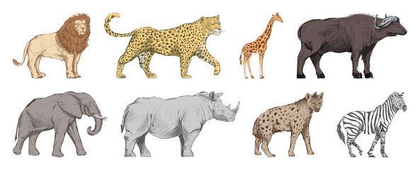 Obraz premium Illustrated African wildlife animals element set
