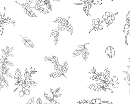 Seamless floral pattern. Branch with leaves. vector illustration of coffee branch. Coffee plant branch with leaf. Hand drawn Coffee tree vector. Coffee beans and leaves. Branch of a plant.