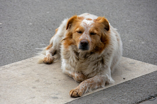 Cute stray dog outside on a city street pavement