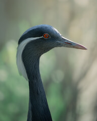 Grzywiasty ptak © Maciej