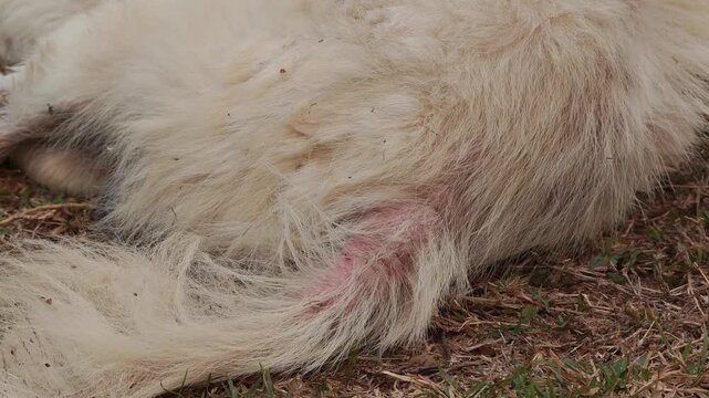 The old dog has mange.