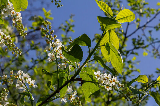 Blossoming branches of Prunus padus showcasing delicate white flowers against a clear blue sky in springtime