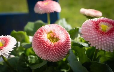 The flowers in the picture are daisies (Bellis perennis), a popular cultivated variety of the common daisy.  © Sabine