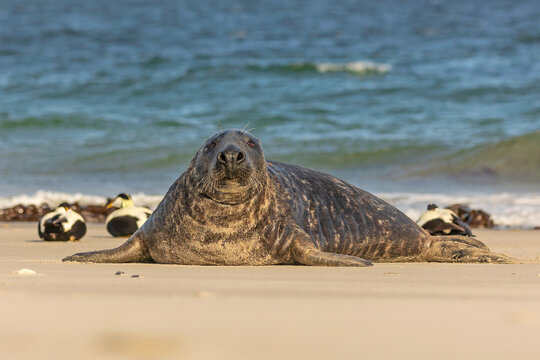 Large Grey Seal (Halichoerus grypus) resting on a sandy beach with Common Eiders in the background.