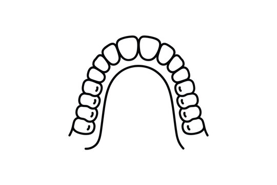 Simple line drawing of a complete set of human teeth in an arch