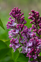 Obraz premium Fragrant purple flowers of Syringa vulgaris bloom in a garden during spring attracting pollinators with their vibrant colors