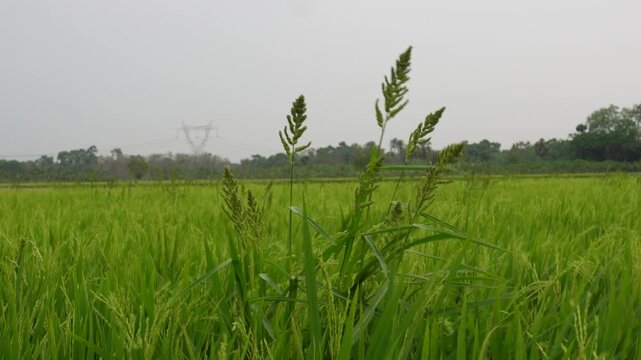 Barnyard grass growing in a rice field