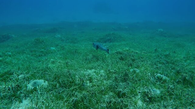 Giant Porcupinefish swims above seabed, Slow motion of Ajargo or Spotted Porcupine Fish, Diodon hystrix swim over Round Leaf Sea Grass or Noodle seagrass, Syringodium isoetifolium