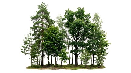 Obraz premium Group of diverse green deciduous and coniferous trees including scots pine, oak, and birch isolated on white background, forest island element for architectural visualization and design.