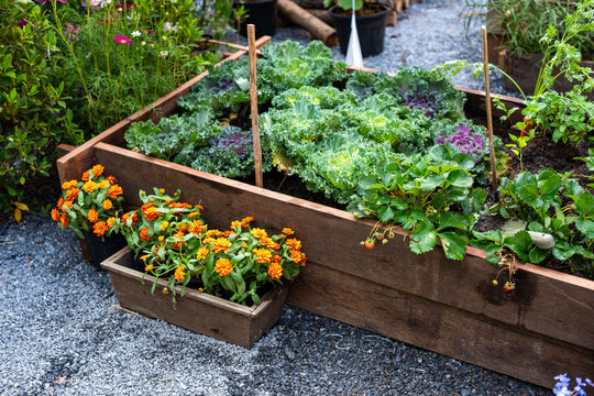 Vibrant raised garden bed flourishing.
