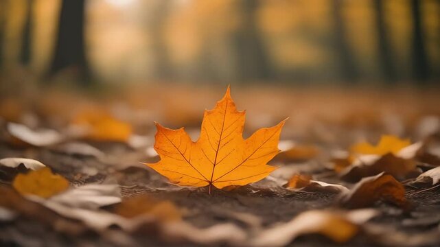 Autumn Forest Floor with Falling Maple Leaf Closeup. 4k Footage Video