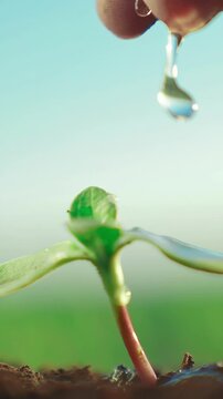 A hand is watering a young seedling, illustrating the nurturing process. Water droplets fall onto the green plant, highlighting its growth in a natural setting.