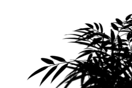 Tropical Leaf Shadow Overlay - 3D rendering