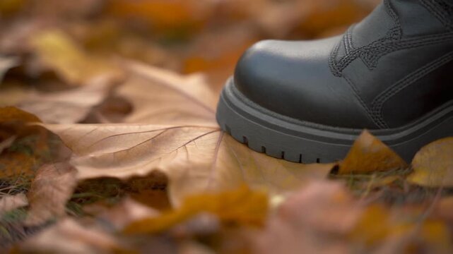 Close up of a black boot stepping on fallen autumn leaves on the ground. 4k Footage Video