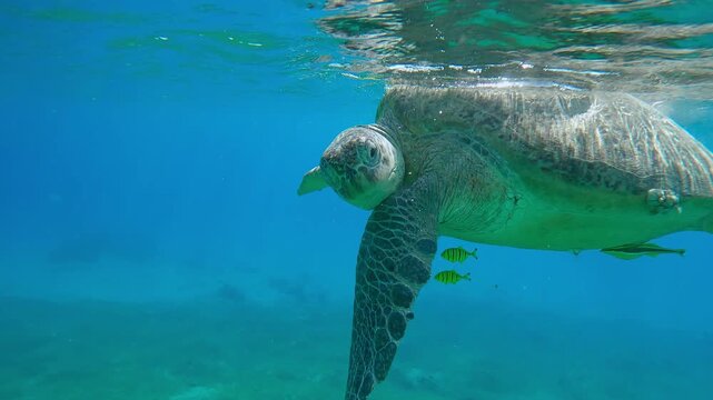 Close-up of Green Sea Turtle scratching its head with its fin while floats on turquoise water surface accompanied by group of Golden Trevally at daytime in bright sunlight, Slow motion