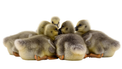 Fluffy baby geese huddled together, isolated on transparent background © Lukas