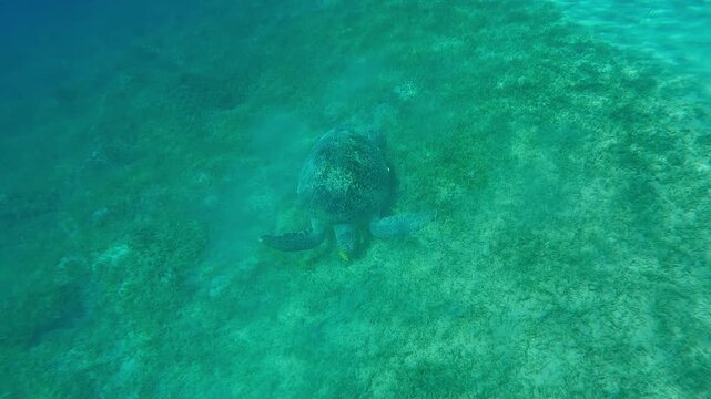 Top view of Green Sea Turtle swims on sandy-silty sea bottom and eats green Round Leaf Sea Grass accompanied by group of Golden Trevally at daytime, Slow motion