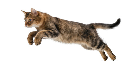 Tabby cat mid-air jump, isolated on transparent background © Lukas